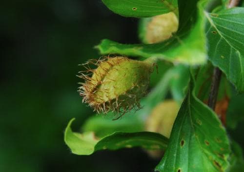 bok Fagus sylvatica