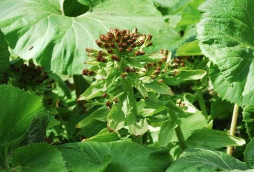 bitterskråp Petasites japonicus