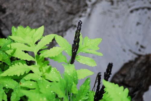 pärlbräken Onoclea sensibilis