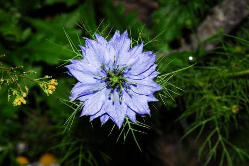 jungfrun i det gröna Nigella damascena