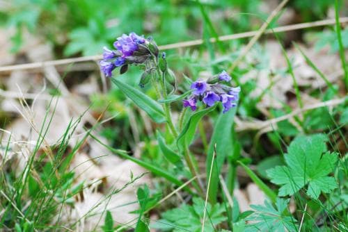 smalbladig lungört Pulmonaria angustifolia