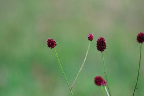blodtopp Sanguisorba officinalis