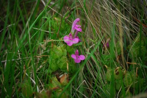 vanlig granspira Pedicularis sylvatica subsp. sylvatica