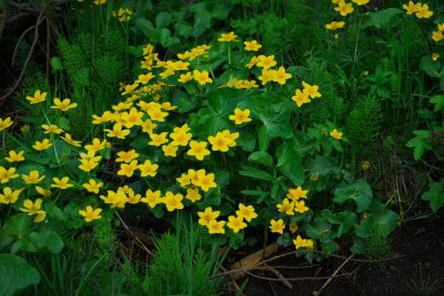 vanlig kabbleka Caltha palustris subsp. palustris