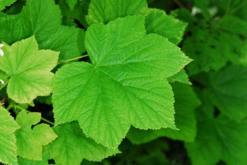nutkahallon Rubus parviflorus