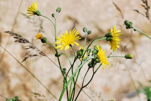järedafibbla Hieracium jaeredense