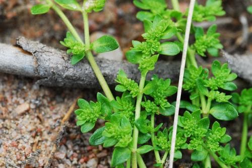 knytling Herniaria glabra