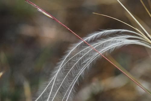 fjädergräs Stipa pennata