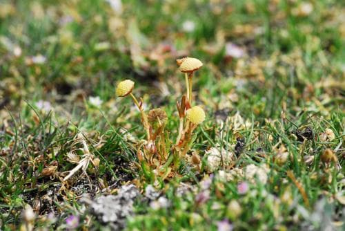strandkotula Cotula coronopifolia