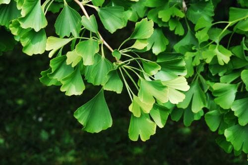 ginkgo Ginkgo biloba