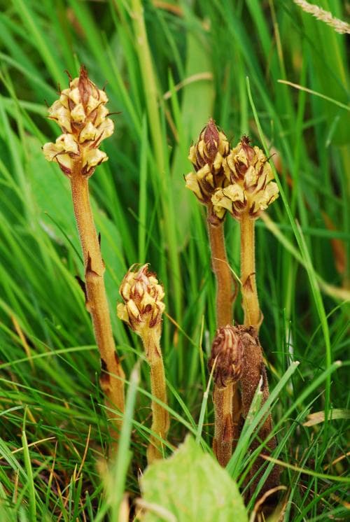 tistelsnyltrot Orobanche reticulata