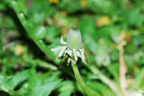 uddmaskros Taraxacum tumentilobum