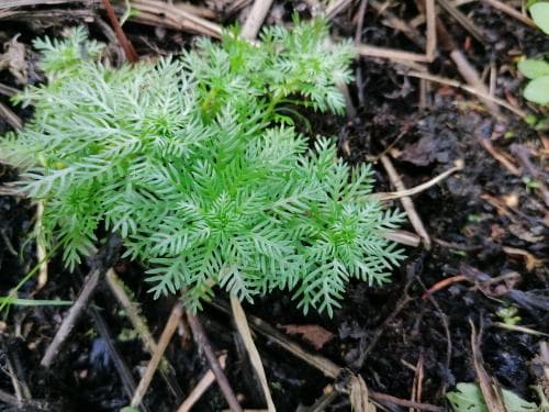 vattenblink Hottonia palustris