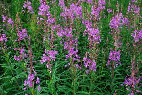 mjölke Chamaenerion angustifolium