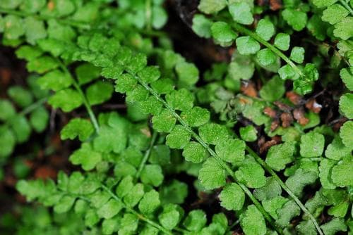 grönbräken Asplenium viride