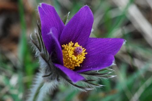 vanlig backsippa Pulsatilla vulgaris subsp. vulgaris