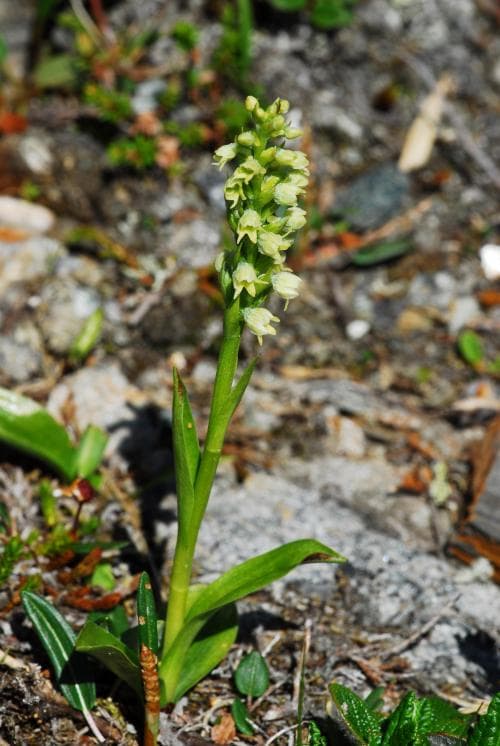 vityxne Pseudorchis albida