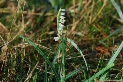 skruvax Spiranthes spiralis