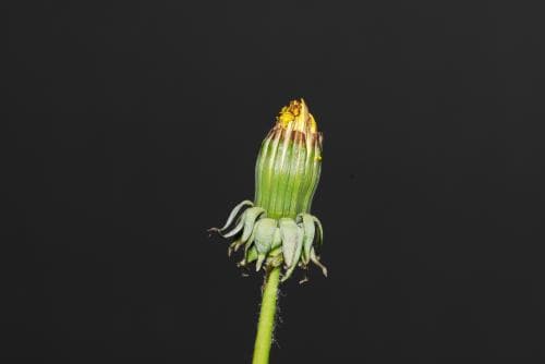 vinmaskros Taraxacum valens