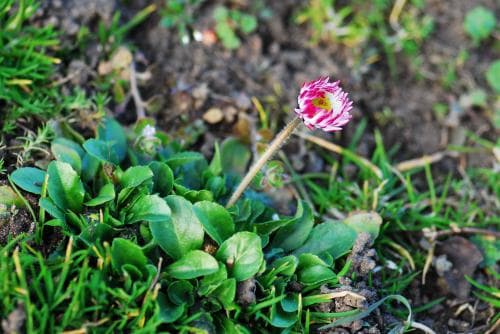 tusensköna Bellis perennis