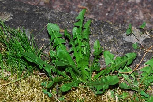 vingmaskros Taraxacum alatum