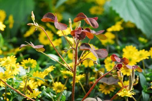 klöveroxalis Oxalis stricta