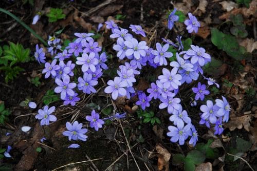 blåsippa Hepatica nobilis