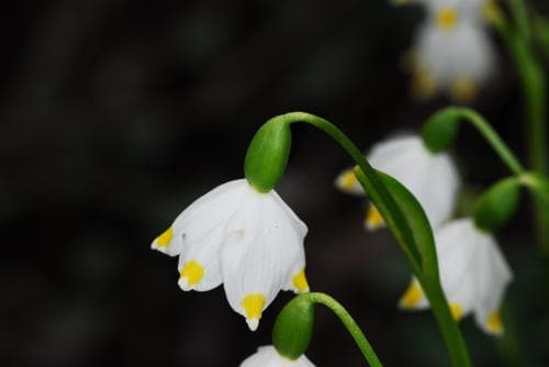 karpatersnöklocka Leucojum vernum var. carpathicum
