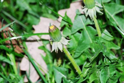 östmaskros Taraxacum expallidiforme