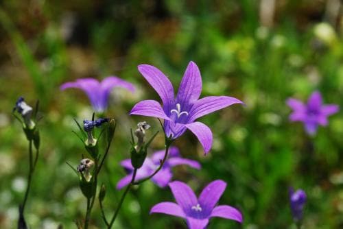 ängsklocka Campanula patula