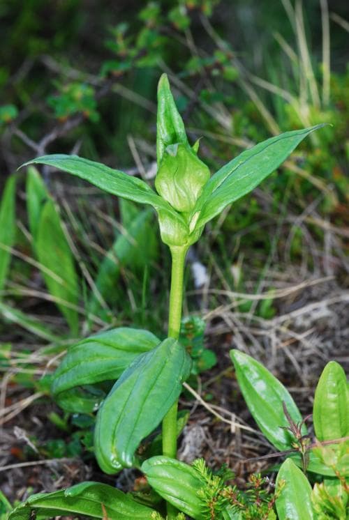 baggsöta Gentiana purpurea