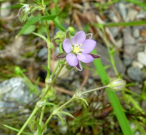 rödnarv Spergularia rubra