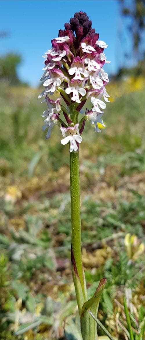 krutbrännare Neotinea ustulata