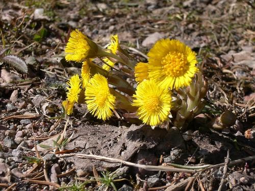hästhov Tussilago farfara