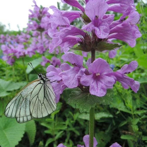 praktbetonika Betonica macrantha