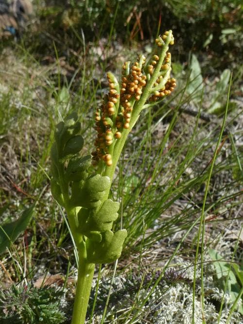 nordlåsbräken Botrychium boreale