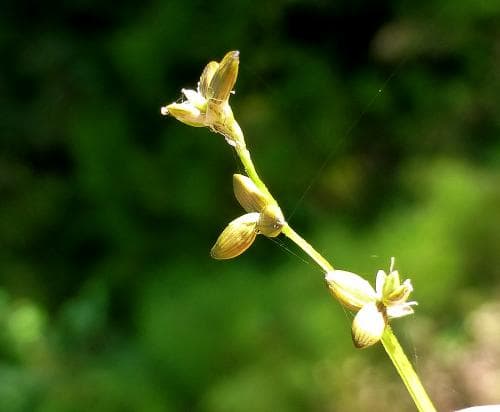 repestarr Carex loliacea