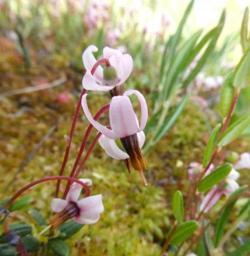 tranbär Vaccinium oxycoccos