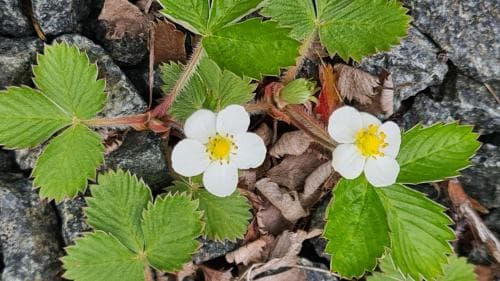 smultron Fragaria vesca
