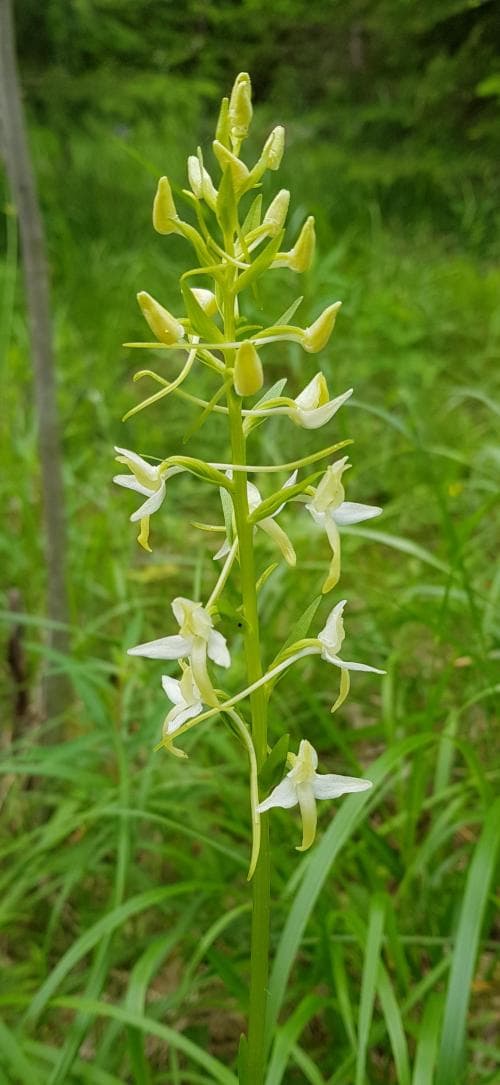 ängsnattviol Platanthera bifolia subsp. bifolia