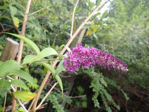 syrenbuddleja Buddleja davidii