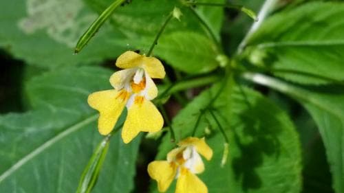 blekbalsamin Impatiens parviflora