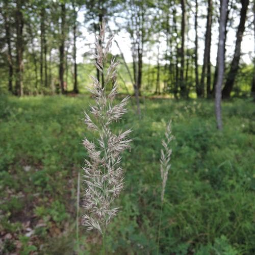 piprör Calamagrostis arundinacea