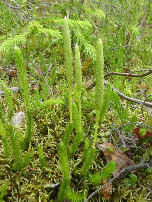 riplummer Lycopodium clavatum subsp. monostachyon