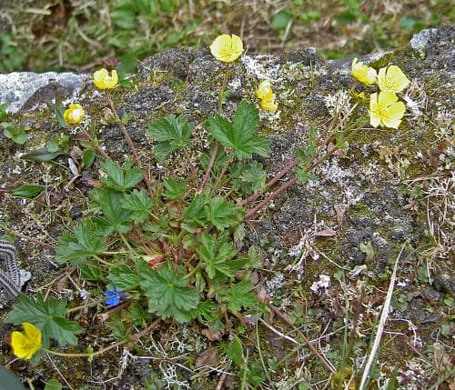 vårfingerört Potentilla crantzii