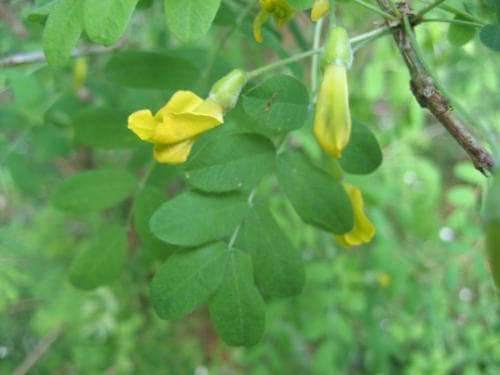 häckkaragan Caragana arborescens