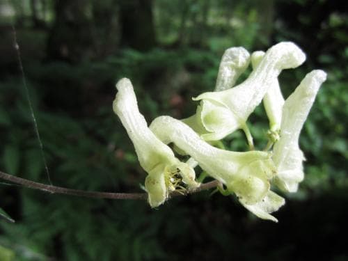 alpstormhatt Aconitum lycoctonum subsp. lycoctonum