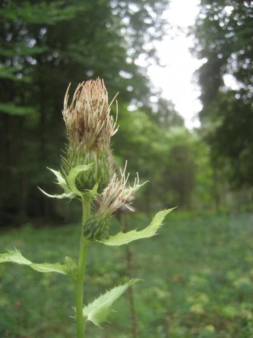 kåltistel Cirsium oleraceum