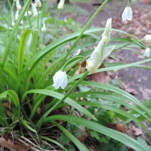 snödroppslök Allium paradoxum