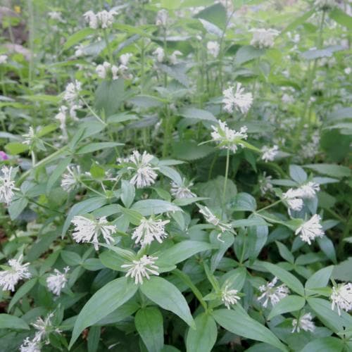 skärmåra Asperula taurina